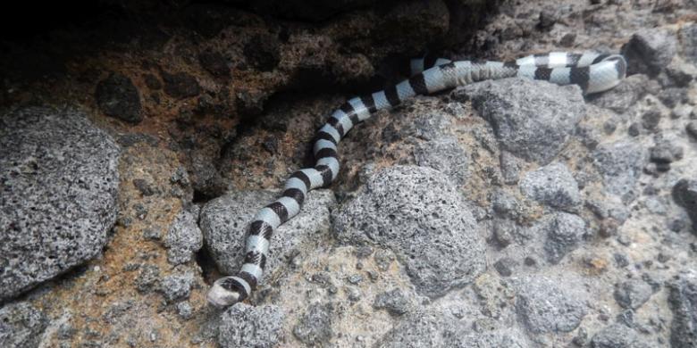 
Seekor ular laut belang (Laticauda colubrina) yang menghuni Pulau Ular di Desa Pai, Kecamatan Wera, Kabupaten Bima, Nusa Tenggara Barat, Rabu (11/1/2017). |KOMPAS/HERPIN DEWANTO PUTRO