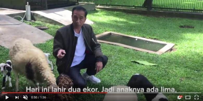 Presiden Joko Widodo kembali membuat vlog, Senin (13/3/2017) dengan menayangkan kelahiran kambing peliharaannya di Istana Bogor.